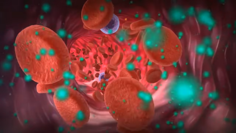 Visualization of Blood Cells and Glucose Particles Within a Blood Vessel