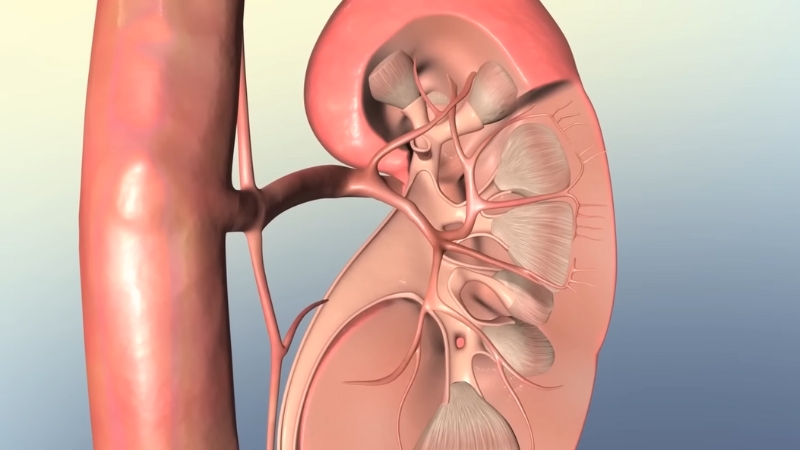 An Anatomical Illustration of A Human Kidney