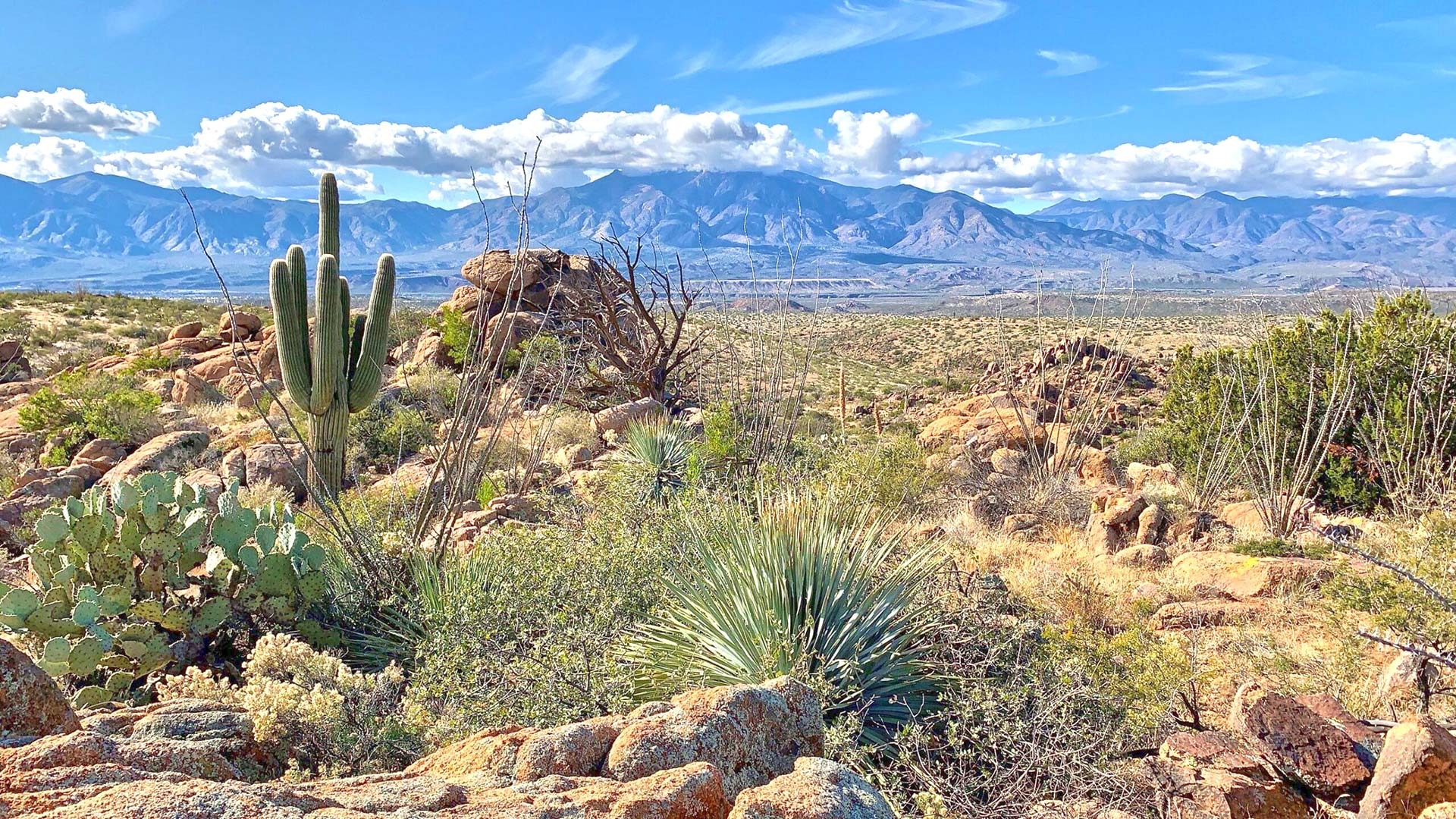 Desert landscape in Arizona with a tall saguaro cactus, prickly pear cactus, and rocky terrain under a bright blue sky with scattered clouds and mountains in the distance.
