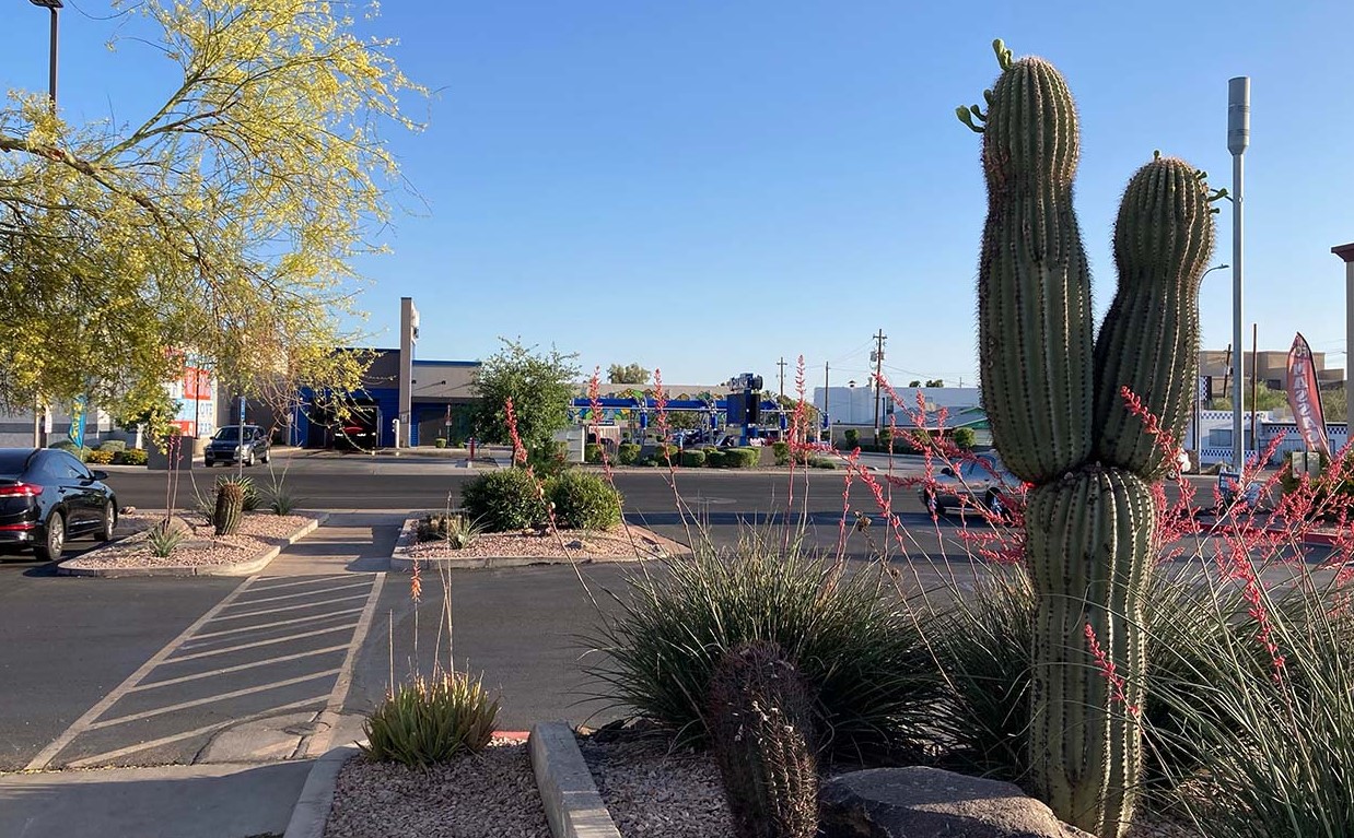 Did You Know That It’s Illegal to Cut Cactuses in Arizona