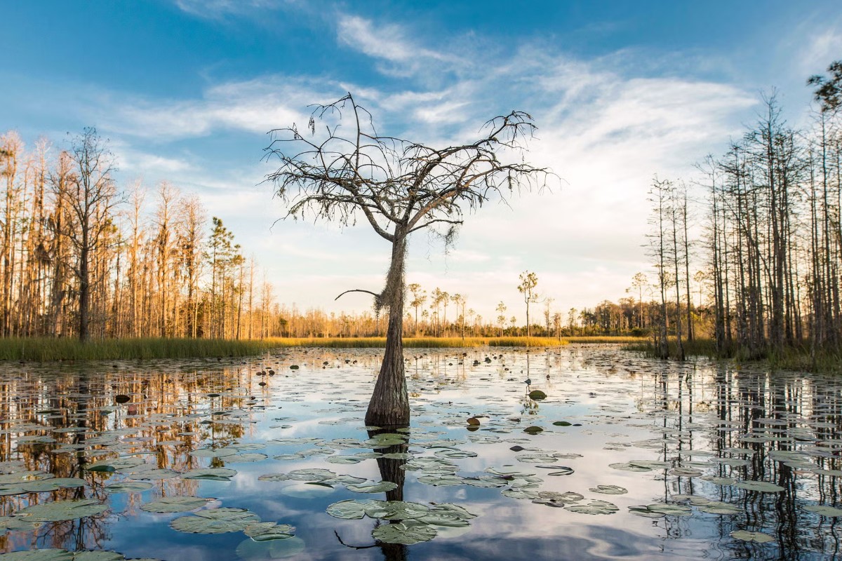 Okefenokee Swamp