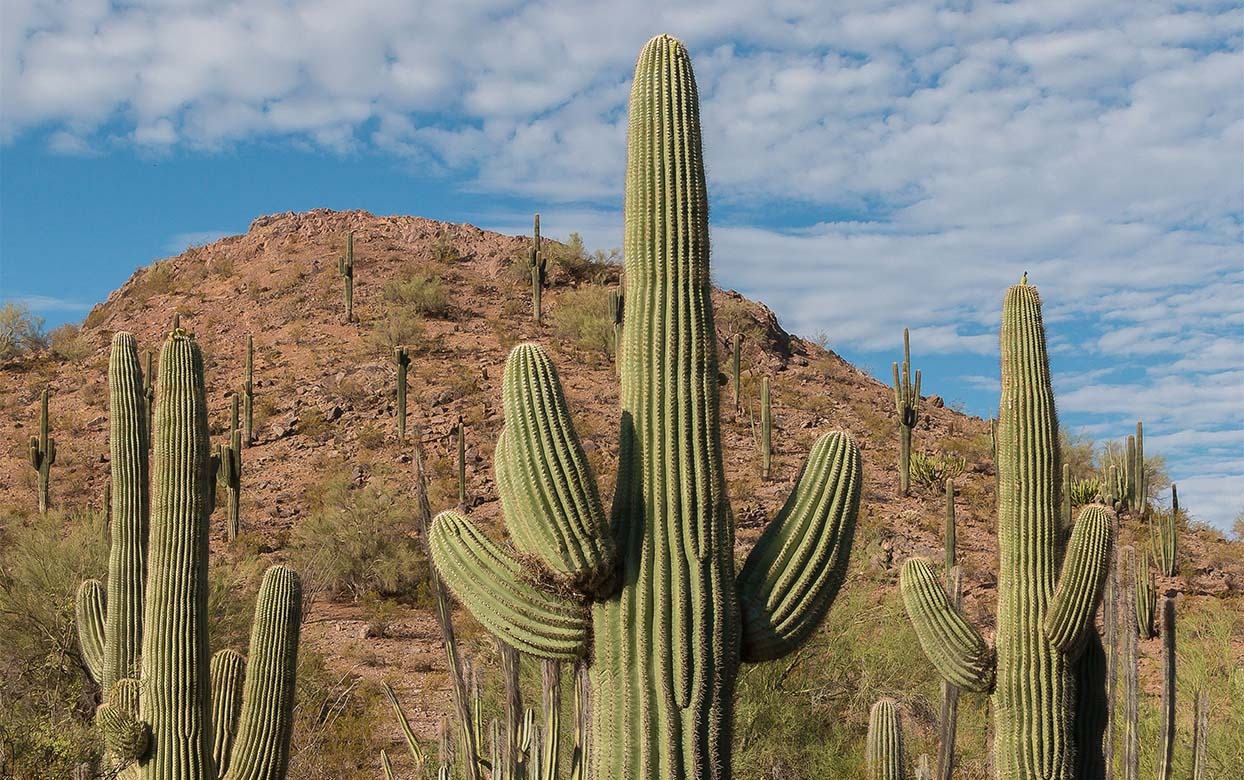The Saguaro Cactus