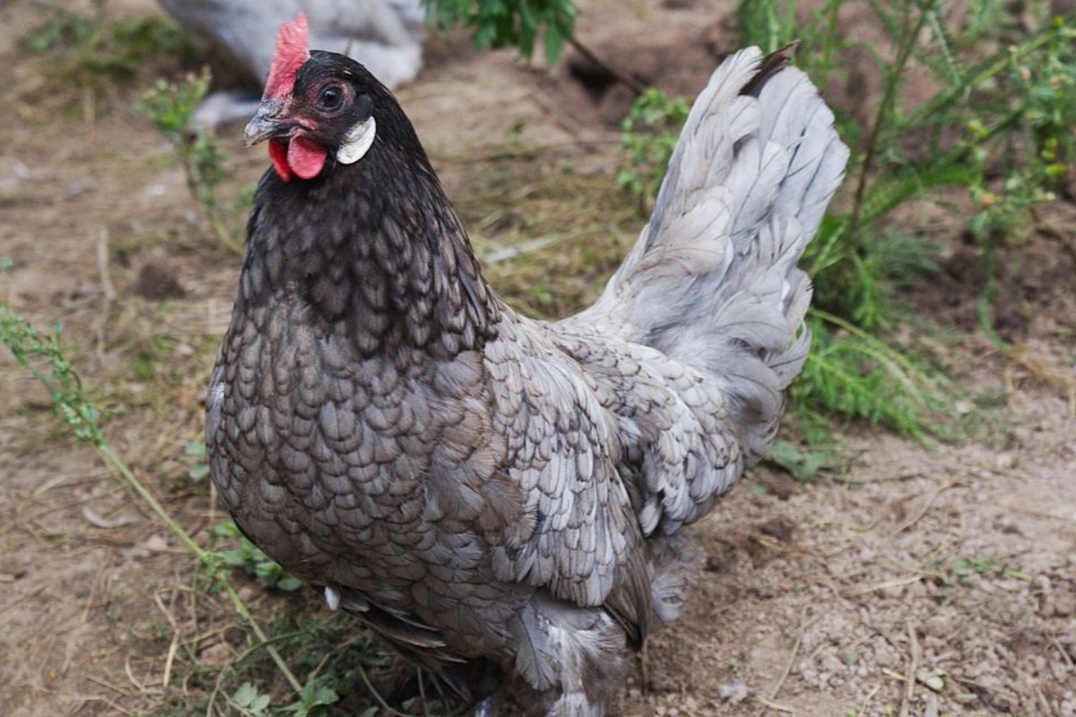 The state bird of Delaware is the Blue Hen Chicken