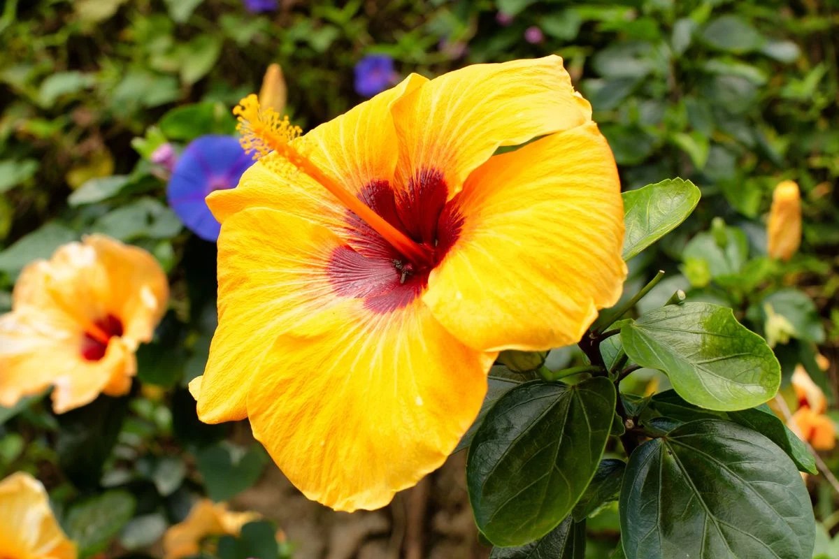 Yellow Hibiscus is a national symbol of Hawaii