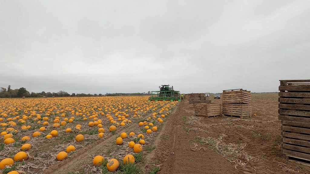 Pumpkin harvest in Illinois