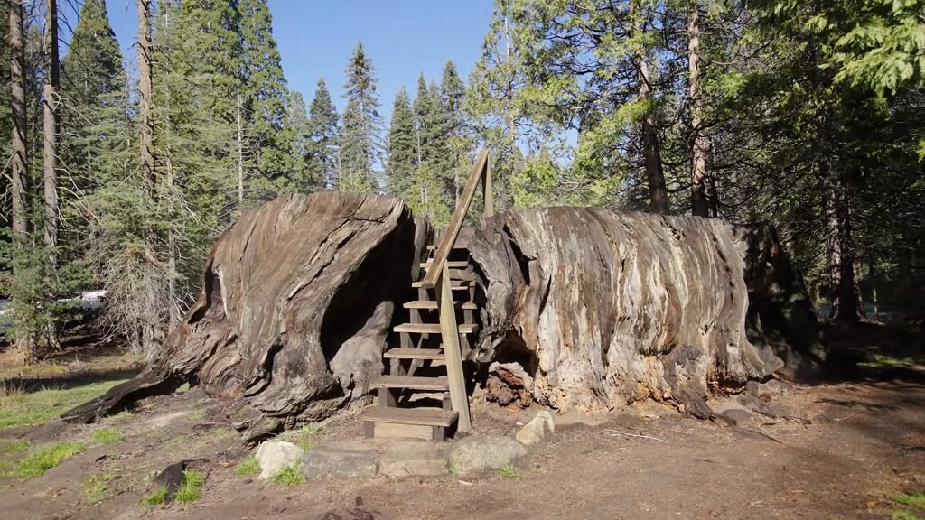 Large cut sequoia stump at Big Stump Grove in Kings Canyon National Park, showing the massive scale of historic logging with stairs leading onto the flat surface