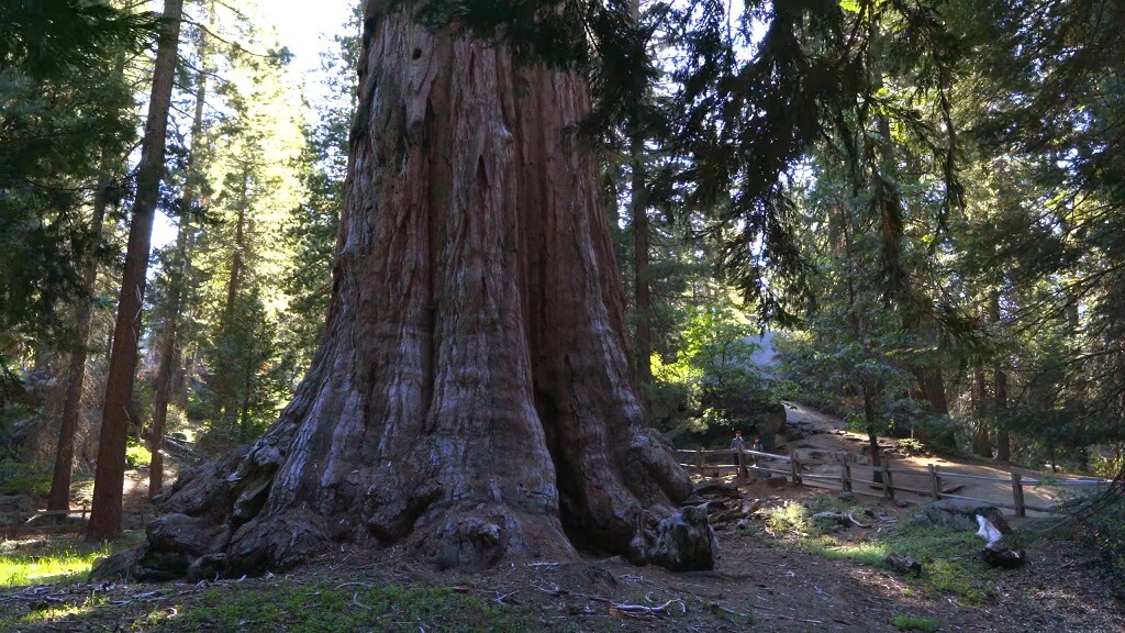 Massive base of the General Grant Tree in Kings Canyon National Park, showing the immense trunk surrounded by forest floor, walking paths, and surrounding giant sequoias