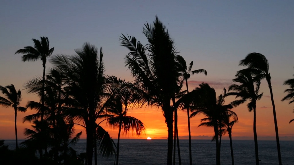 Silhouette of tall palm trees against a colorful sunset sky over the ocean