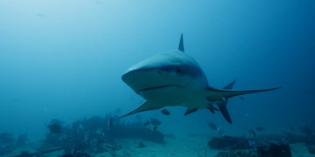 A large shark swimming close to the camera in deep blue ocean water