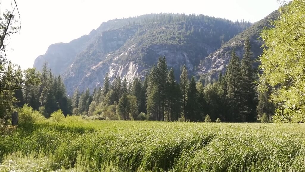 Open meadow at Zumwalt Meadow in Kings Canyon National Park, with tall grasses, pine trees