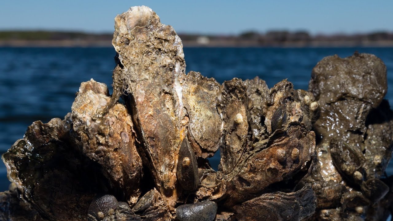 Chesapeake Bay Oyster Reef Projects